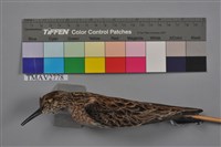 藏品(尖尾鷸)的圖片